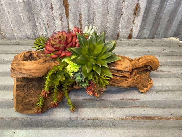 Cacti Succulent Log - Click Image to Close